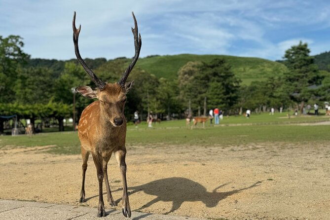 2-hour-nara-discover-every-bit-of-tohdaiji-temple-private-tour