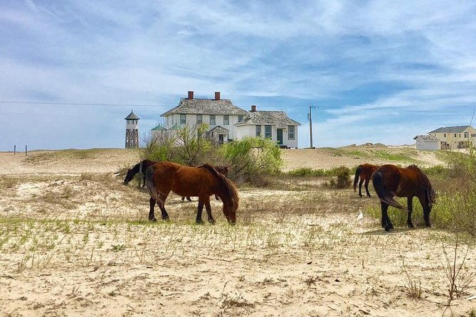 2-hour-outer-banks-wild-horse-tour-by-4wd-truck