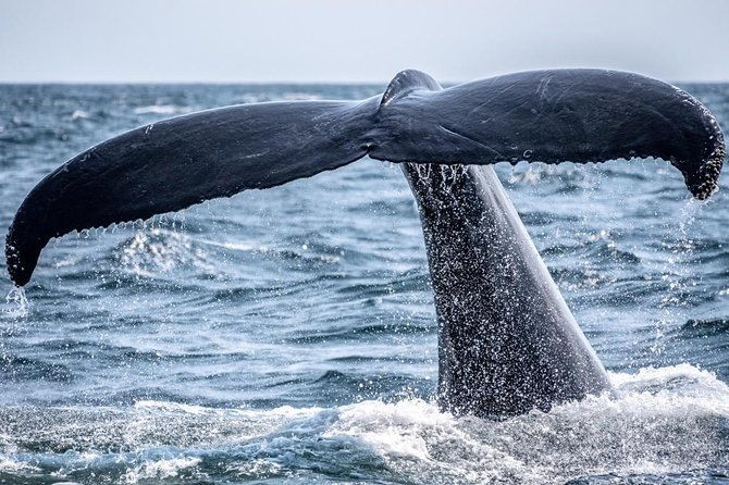 2-hour-whale-watching-from-oahu