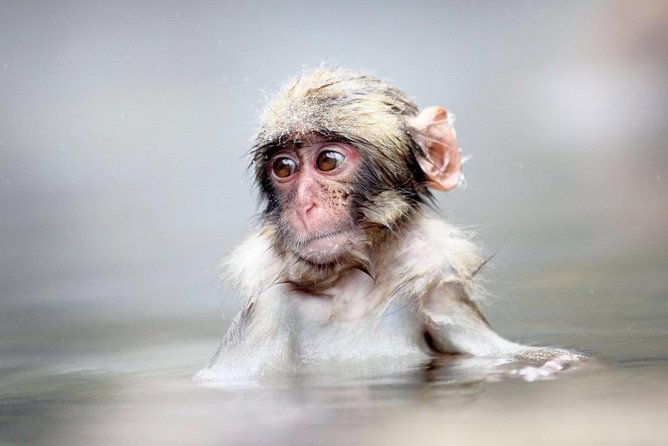 1-day-snow-monkeys-zenko-ji-tomyo-lantern-festival-tour