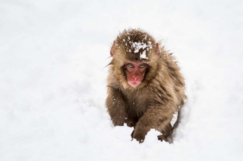 1-day-tour-snow-monkeys-snow-fun-in-shiga-kogen