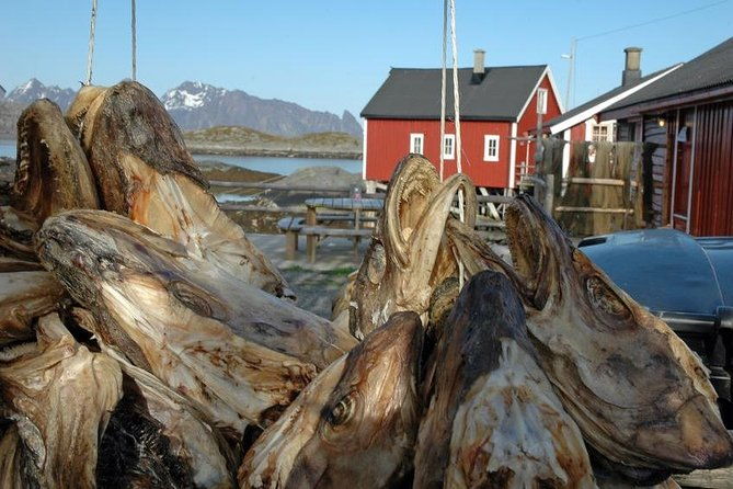 2-day-lofoten-highlights-photo-tour-summer