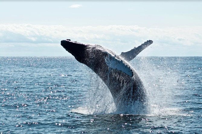 2-hour-whale-watching-from-oahu