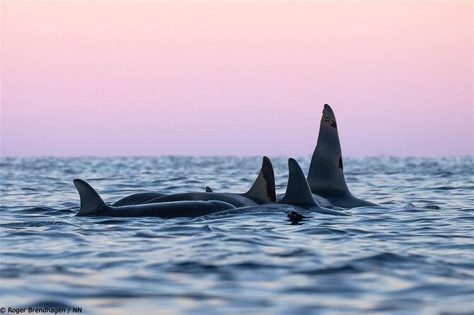 24hr-northern-lights-whale-watching-cruise