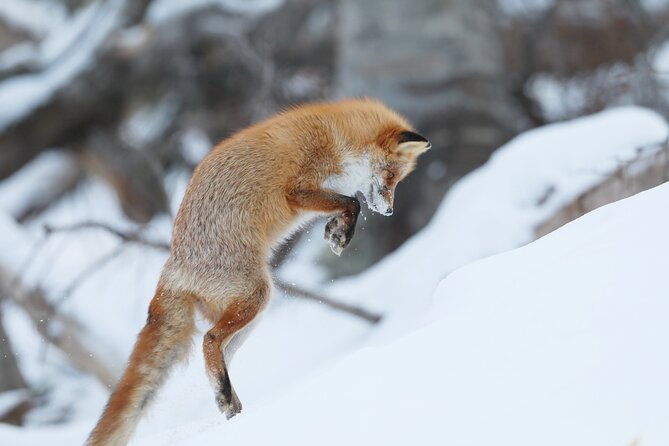 3-5hours-primeval-forest-snowshoe-hike-and-wildlife-watching-tour