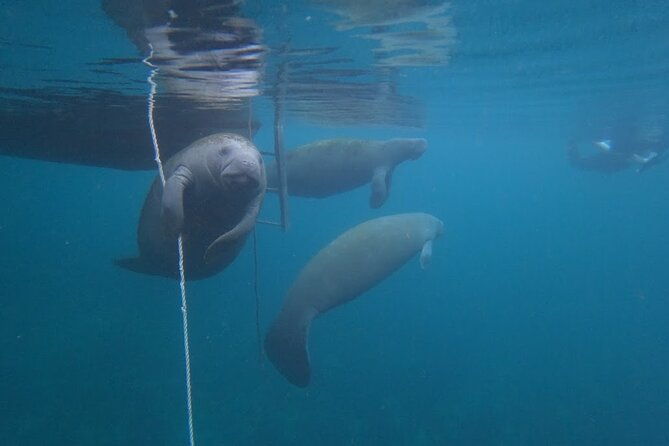 3-hour-small-group-all-inclusive-manatee-swim-with-photo-package