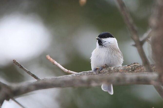 3-hours-snowshoe-hike-to-furepe-fall-and-wildlife-watching