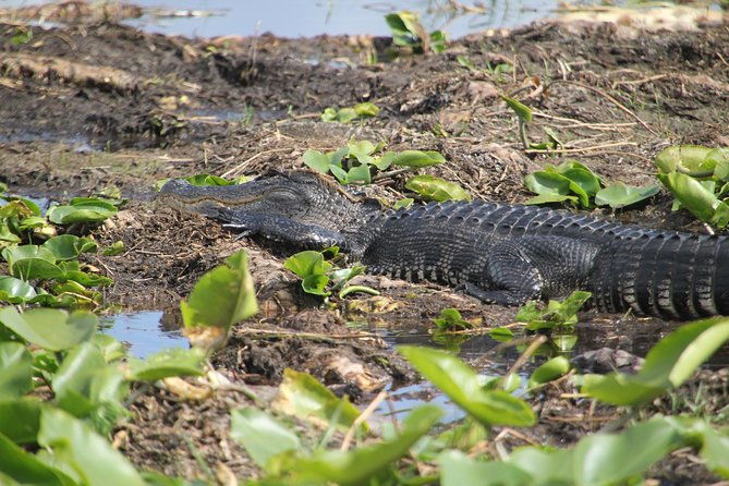 30-minute-airboat-ride-lunch-gem-mining-and-park-admission