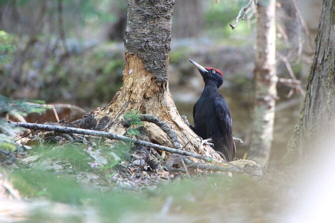3hours-primeval-forest-and-stunning-views-of-cliff-trekking-tour