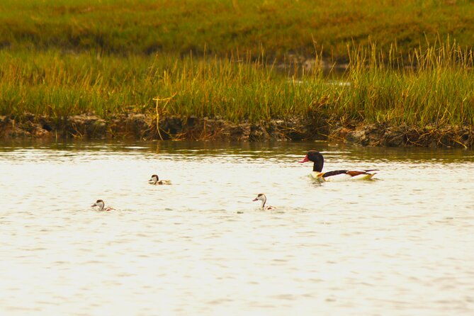 6-hour-boat-tour-navegating-through-the-islands-of-ria-formosa-national-park