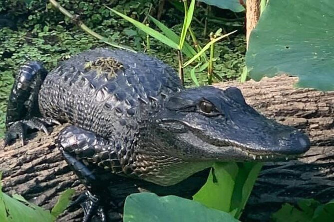 airboat-adventure-in-saint-augustine-with-a-guide