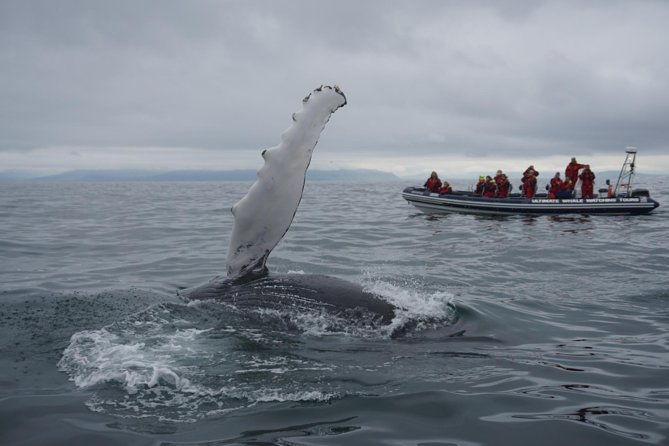 akureyri-express-whale-watching-by-rib-boat