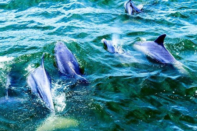alabama-gulf-coast-dolphin-cruise