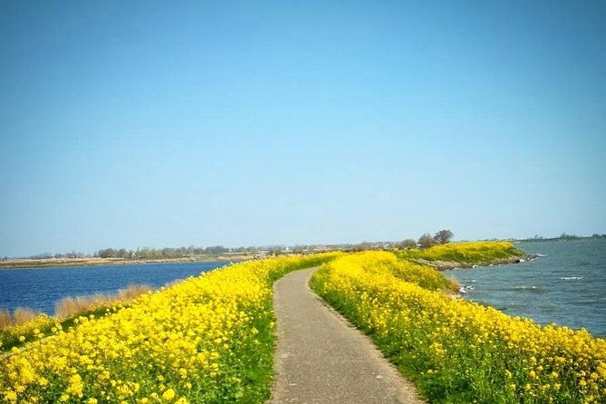amsterdams-countryside-half-day-bike-tour-in-small-group