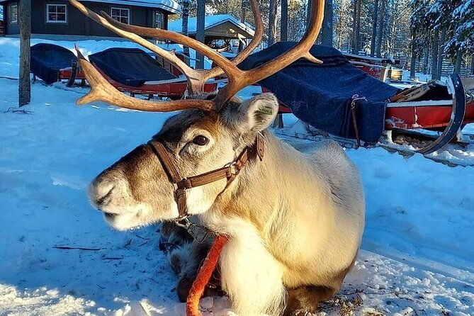 arctic-animals-adventure-with-lunch-buffet