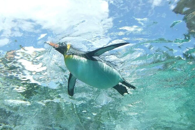 asahiyama-zoo-one-day-tour