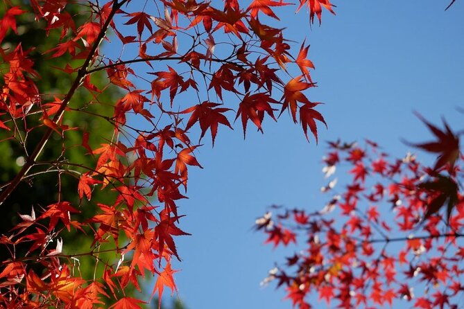 autumn-leaves-private-tour-in-nagoya