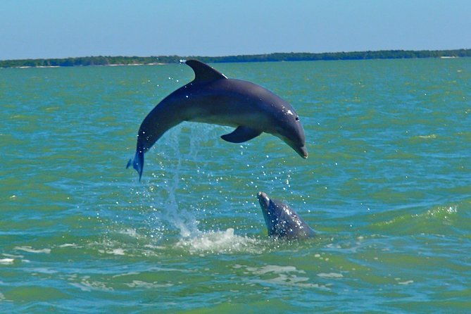 avis-premium-dolphin-tour-by-jet-ski