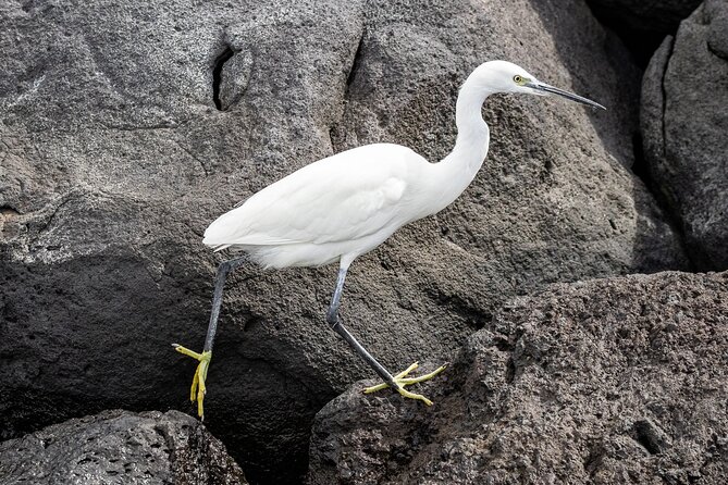 azores-marine-birdwatching-expedition