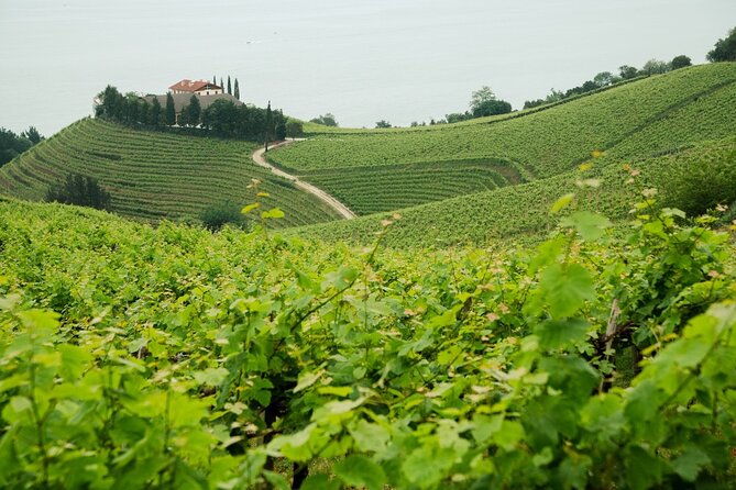 basque-cheese-and-txakoli-wine-private-gastronomic-adventure
