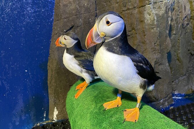 beluga-and-puffin-sanctuary-visitor-centre-with-aquarium