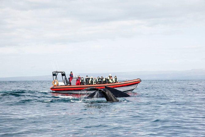 big-whales-puffins-rib-boat-tour-from-husavik
