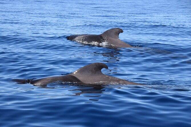 bonadea-ii-ecological-whale-watching-2-hours