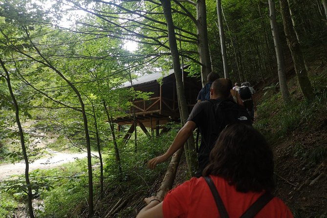 brown-bears-in-the-wild-no-fence