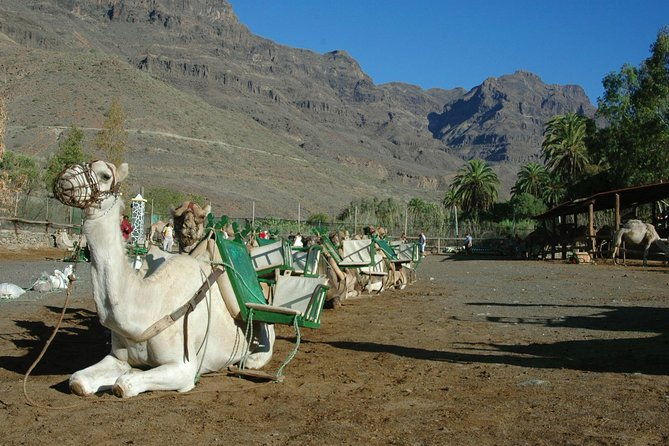 camel-ride-in-fataga-with-tapas-and-drinks