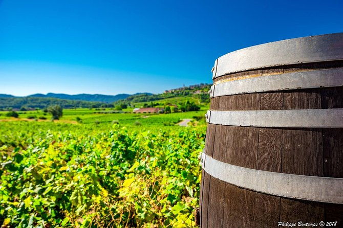 cellar-visit-bandol-wine-tasting