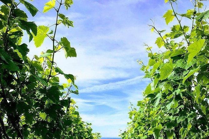 champagne-lamiable-stroll-and-taste-in-the-grand-cru-champagne-vineyard