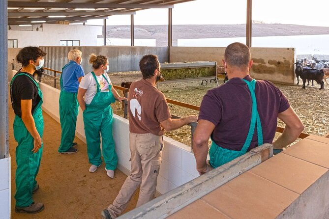 cheese-making-workshop-in-fuerteventura-with-breakfast