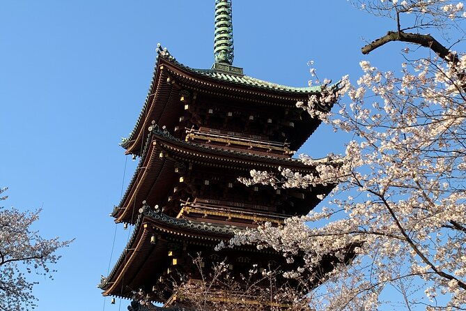 cherry-blossom-tour-in-tokyo