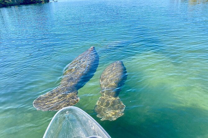 clear-kayak-tour-of-crystal-river