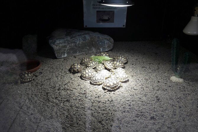 corsica-a-cupulatta-turtle-park-skip-the-line-admission-ticket