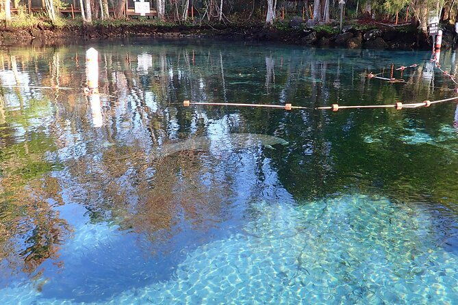 crystal-river-manatee-viewing-cruise