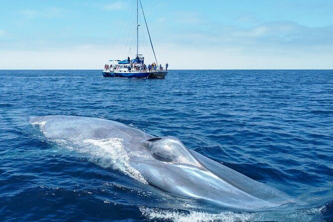 dana-point-dolphin-and-whale-watching-eco-safari