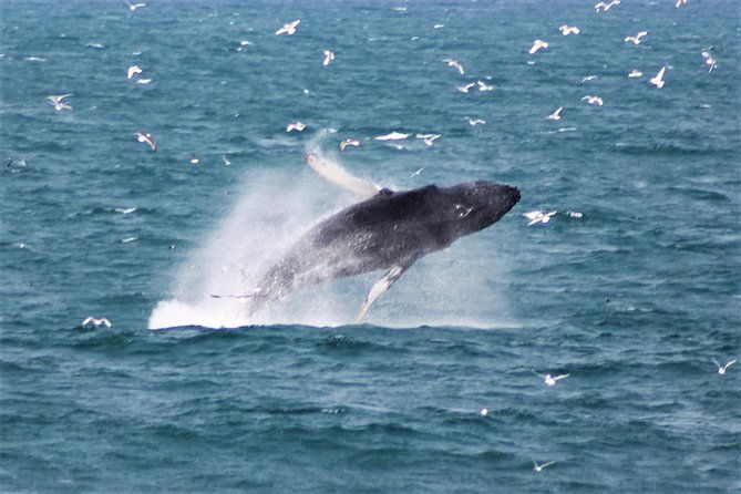 deluxe-whale-watching-and-whales-of-iceland-exhibition-combo-from-reykjavik