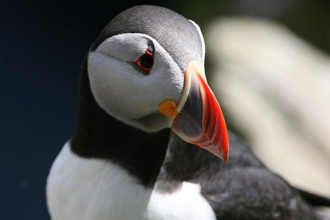 dingle-boat-tours-rib-adventure-private