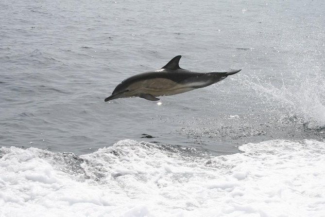 dingle-boat-tours-wildlife-rib-adventure