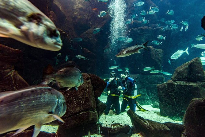 diving-in-the-madeira-aquarium