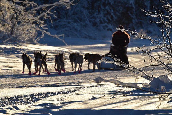 dog-sledding-and-mushing-experience-in-north-pole