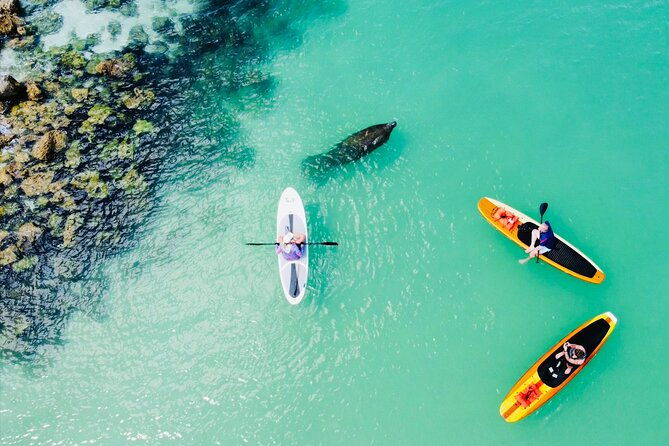 dolphin-and-manatee-adventure-tour-of-fort-myers