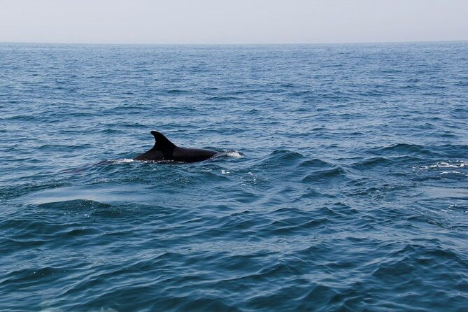 dolphin-and-whale-watching-in-lagos