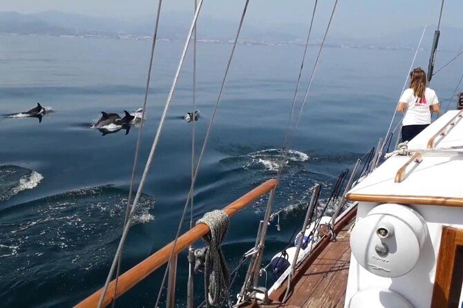 dolphin-watching-adventure-in-estepona-bay