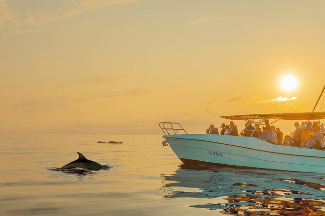 dolphin-watching-by-boat