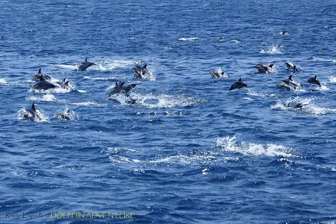 dolphin-watching-excursion-in-gibraltar