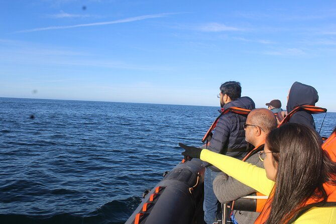 dolphin-watching-from-faro