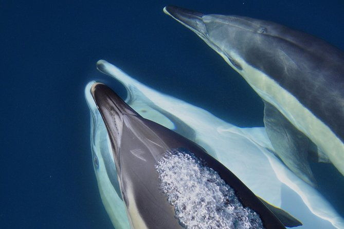 dolphin-watching-in-gibraltar-fast-track-priority-cable-car