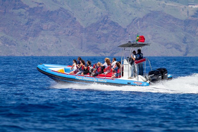 dolphin-whale-turtle-bird-watching